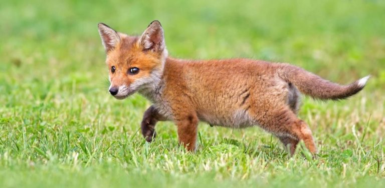 baby fox