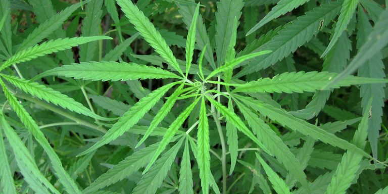 cannabis