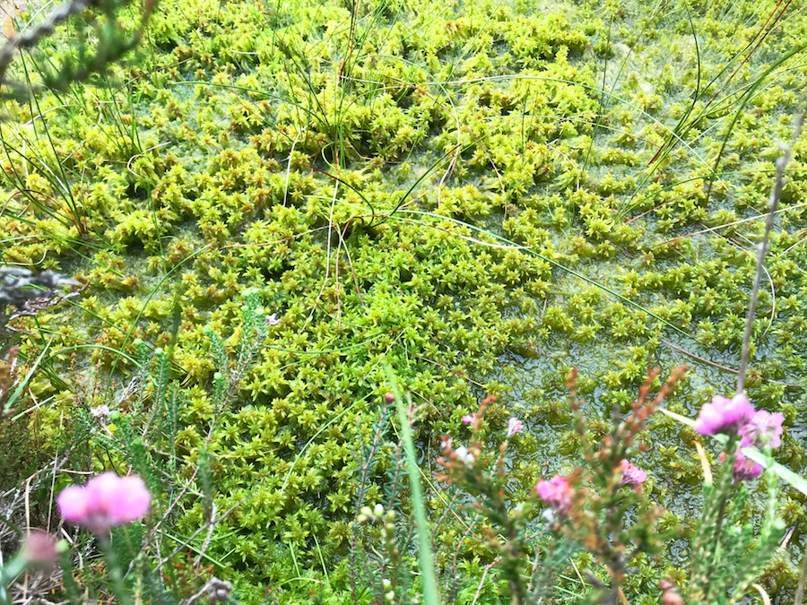Ardee Bog. Sphagnum Moss. photo by Katie Holten