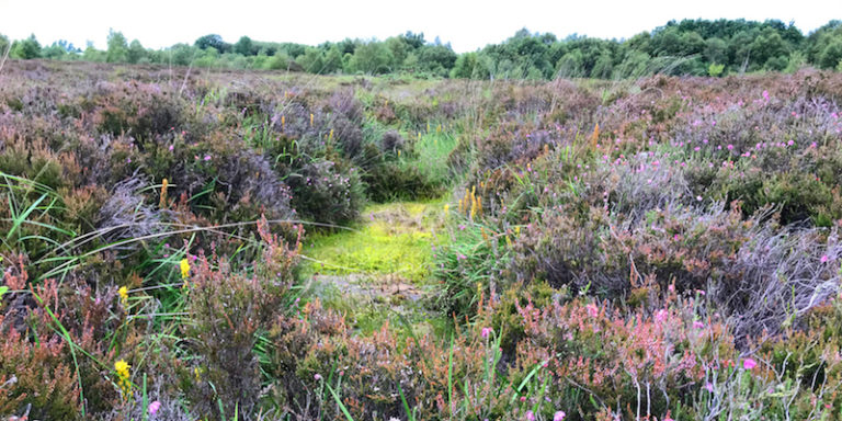 Ardee-Bog-photo-by-Katie-Holten