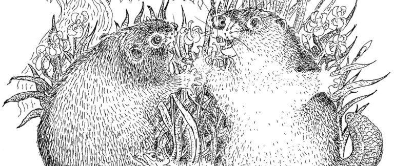 beaver kits