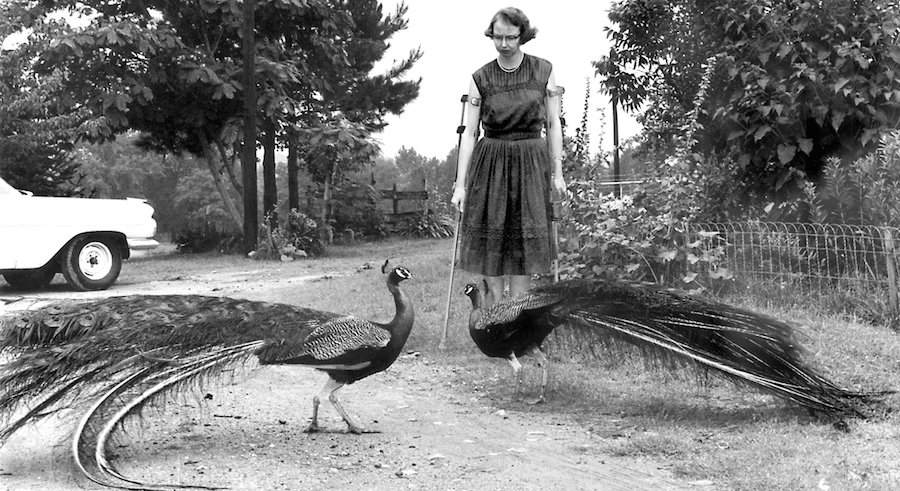 flannery o'connor peacocks andalusia farm