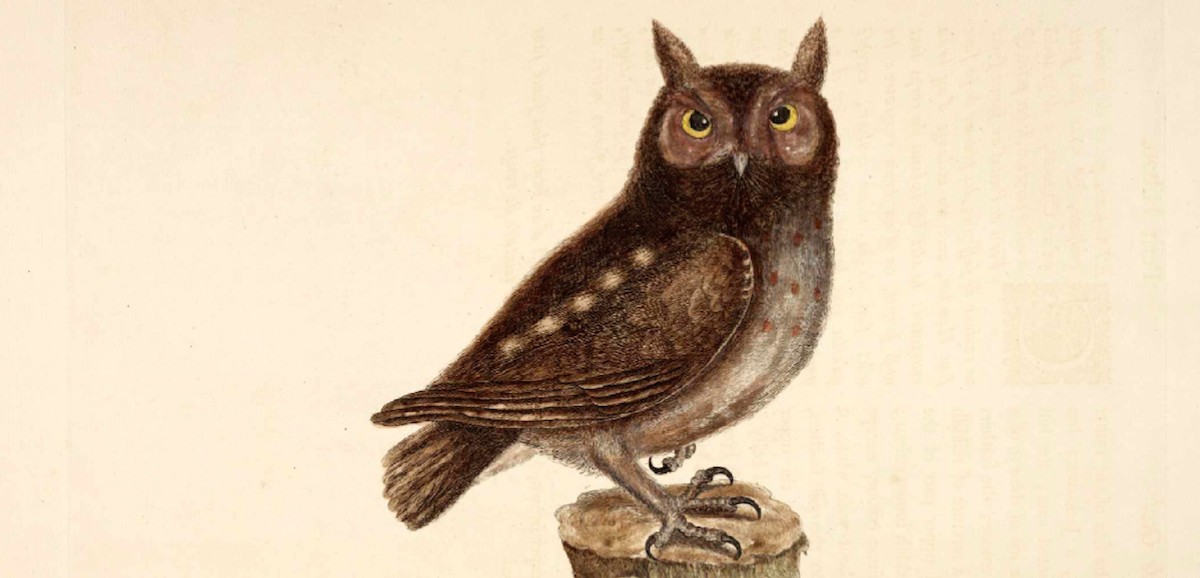 Aliens Among Us A Brief History Of The Owl Literary Hub