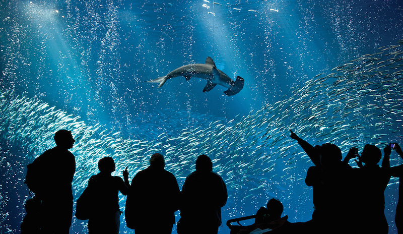 My Mother Monterey And The Haunted Beauty Of Aquariums Literary Hub