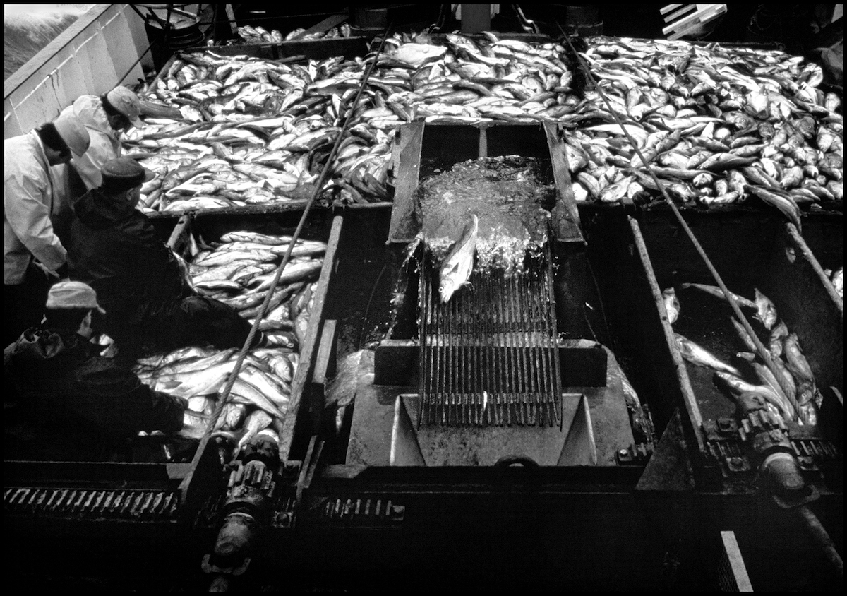 Joseph & Lucia II, Haddock on Deck, 1980