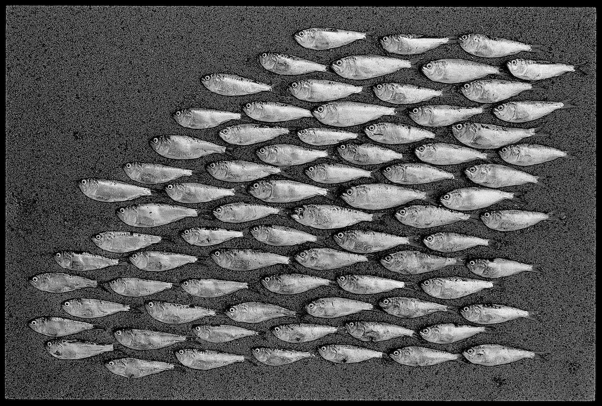 Menhaden, 2000