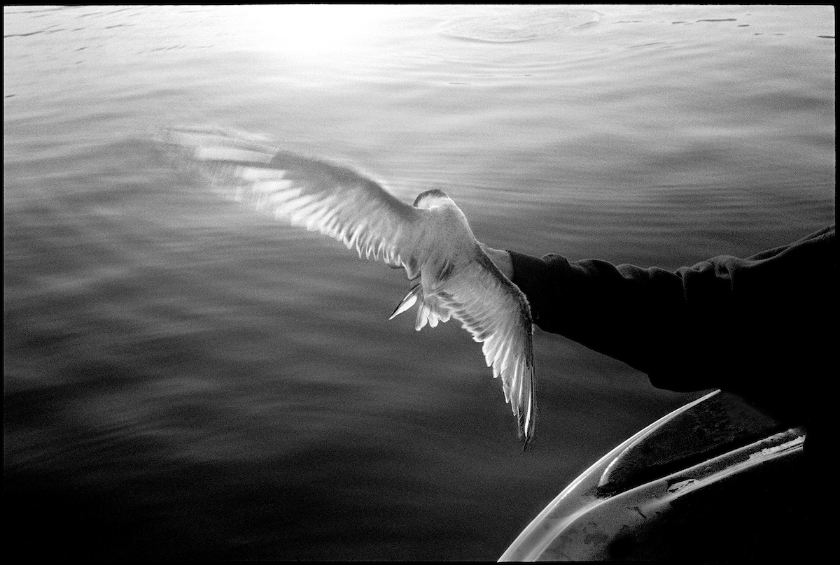 Tern, Essex River, 1999