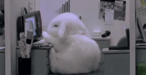 office bunny