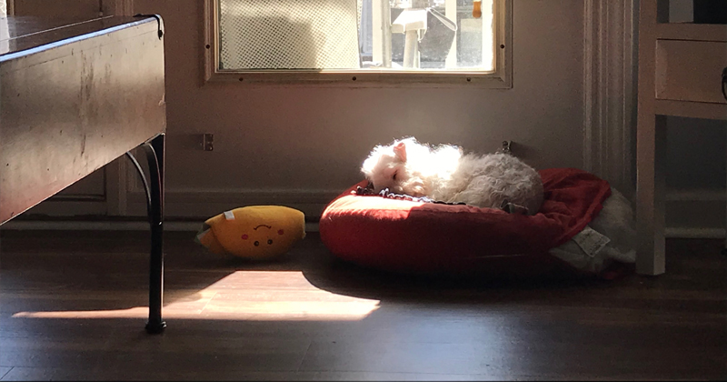 An Open Letter To My Dog I Couldn T Have Written This Without You