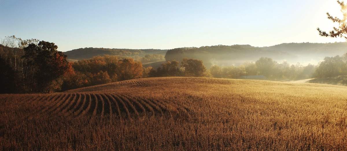 A green cornfield essay picture