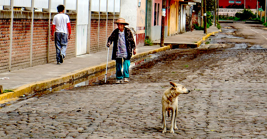 the dogs in the street