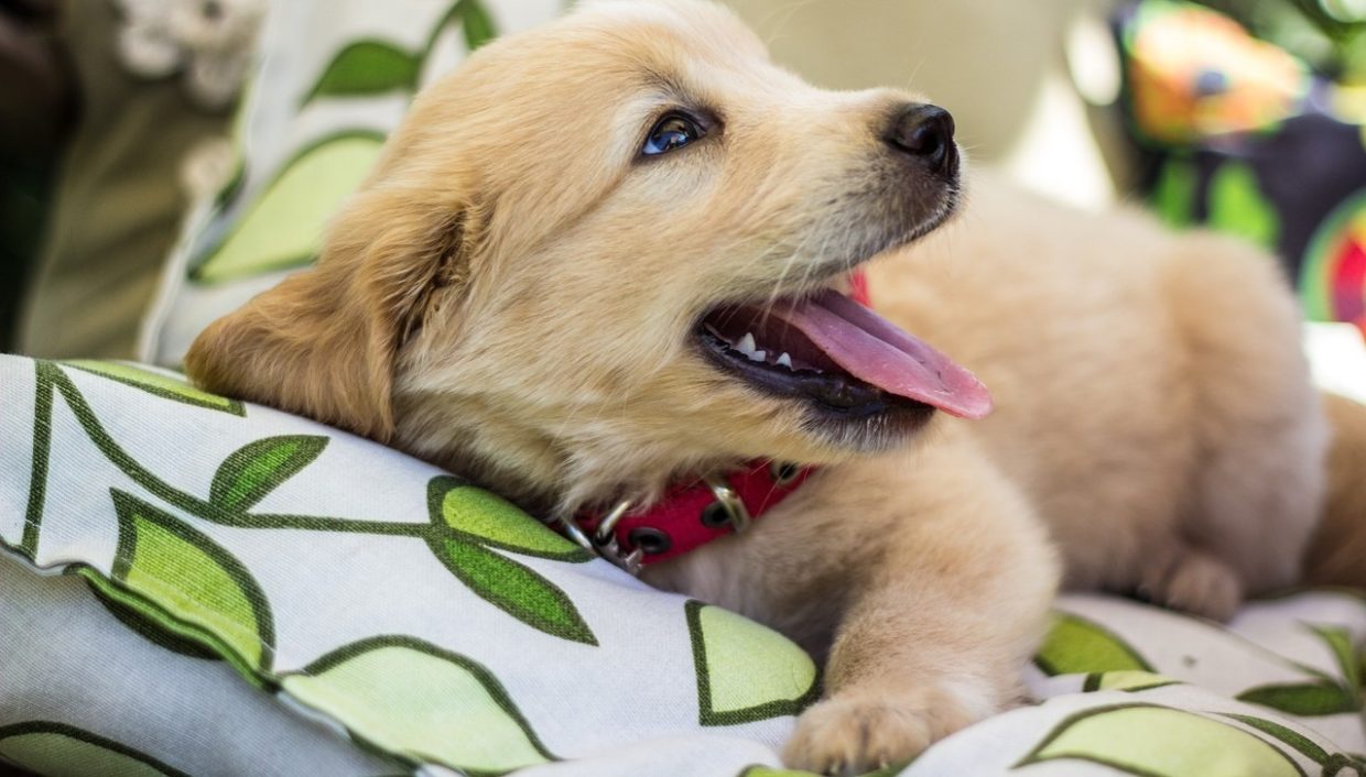 Can You Have a Meaningful LongDistance Relationship with a Dog? ‹ Literary Hub