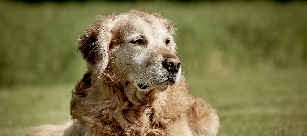 Why Does Losing A Pet Hurt So Much Literary Hub