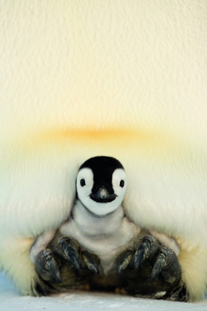 When The Baby Penguins Come Into The World Literary Hub