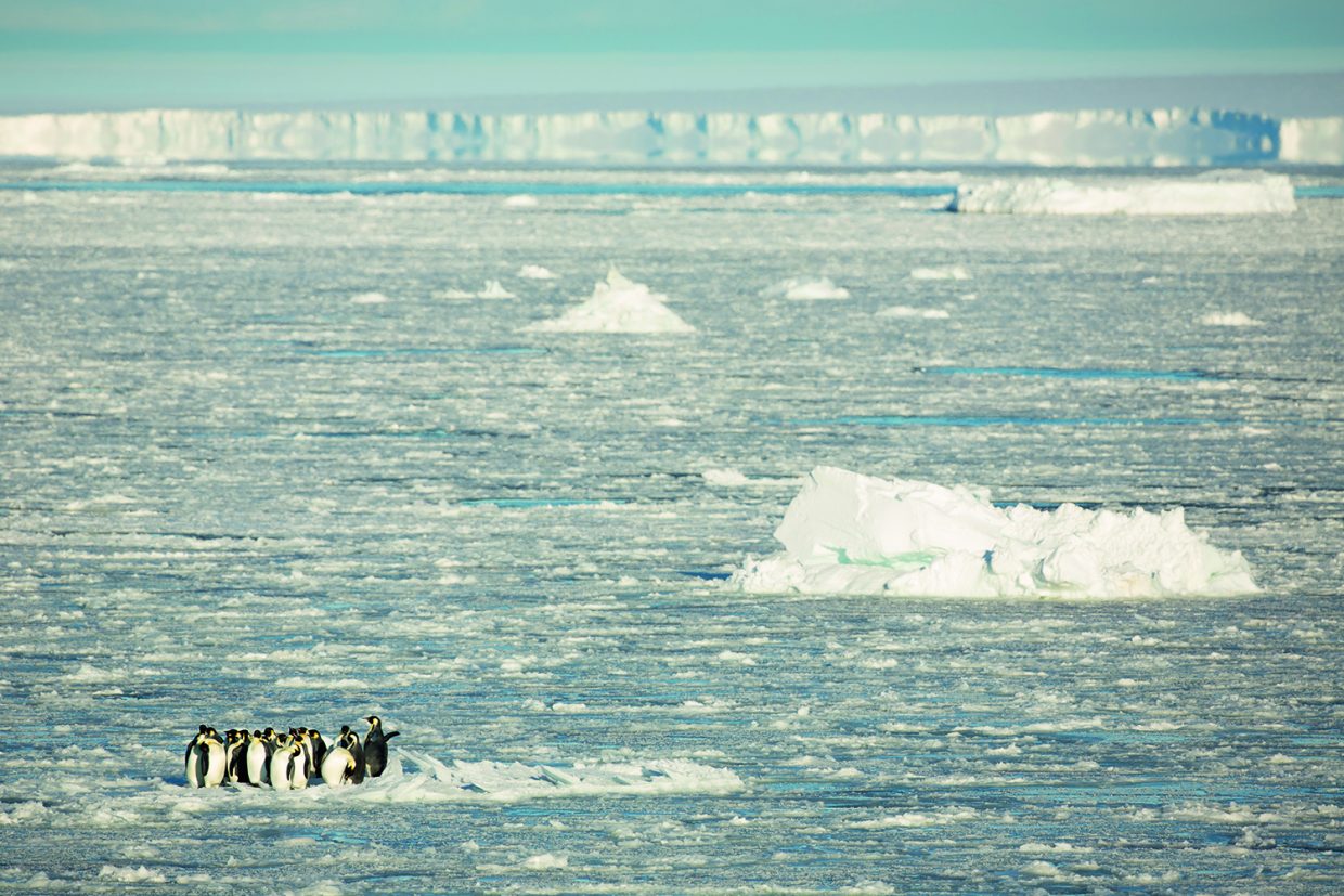 When The Baby Penguins Come Into The World Literary Hub