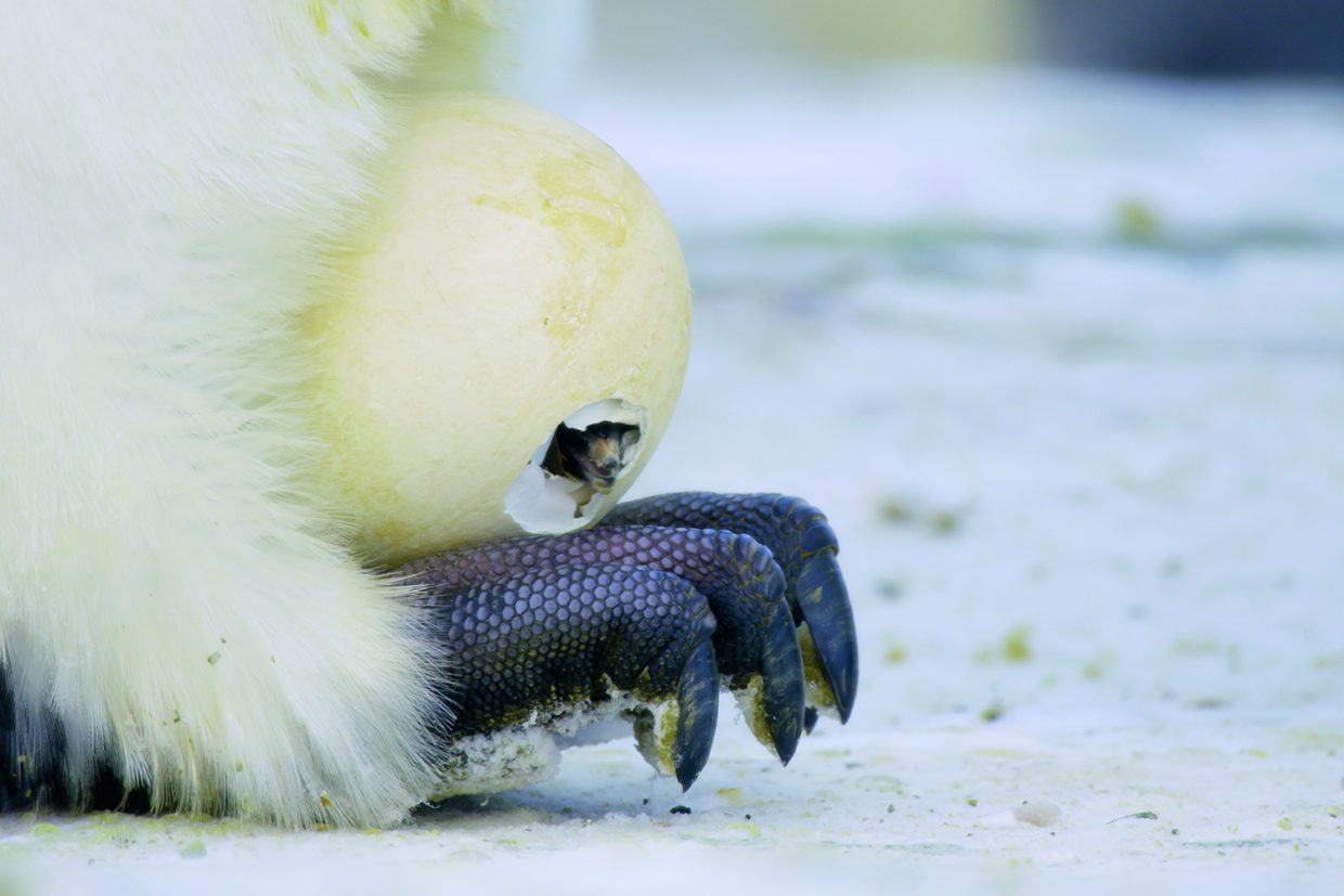 When the Baby Penguins Come Into the World | Literary Hub