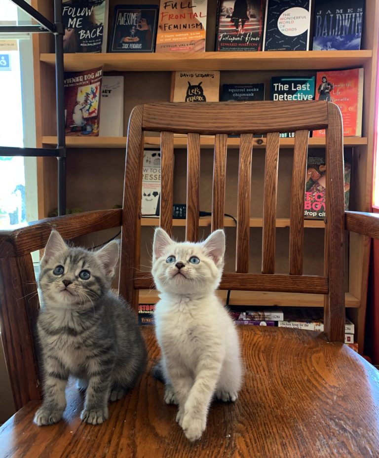 A round of appaws for this bookstore, where you can also adopt a cat