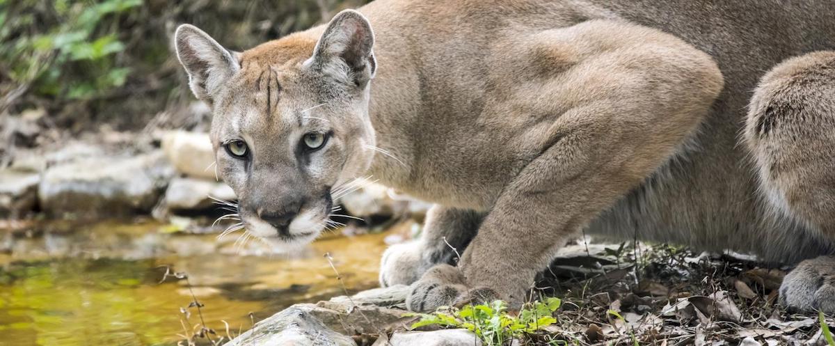 puma extinction puma extinction