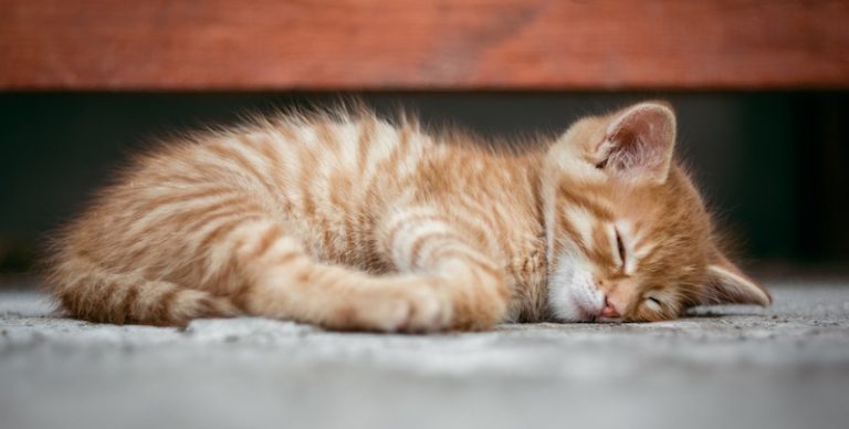 cat