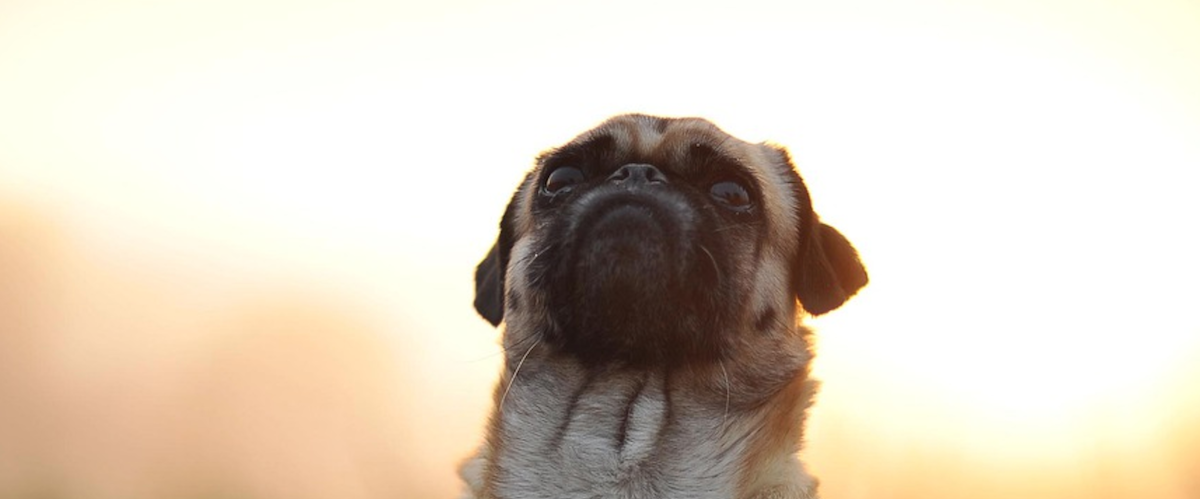 pugs bred to hunt lions