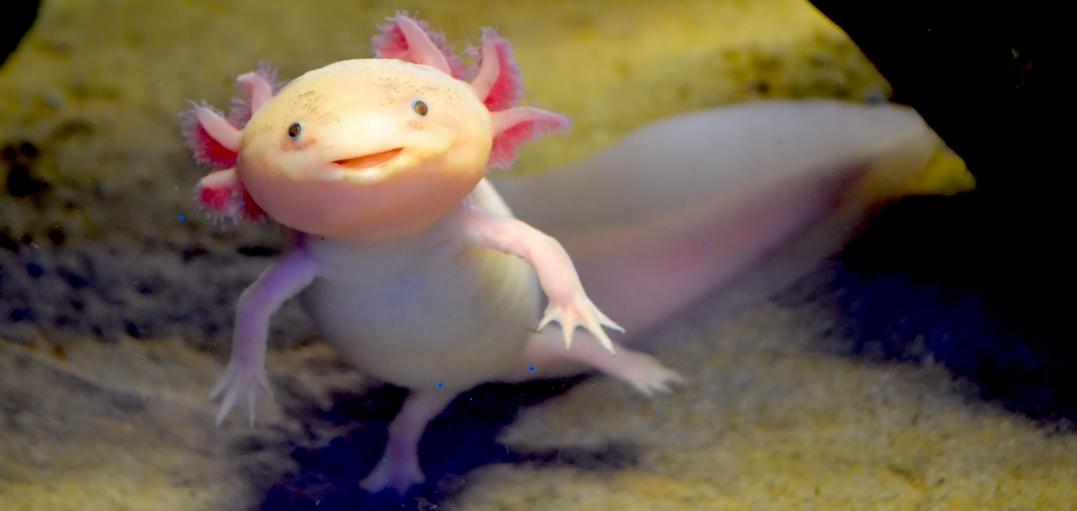 When in Doubt Smile Like an Axolotl  Literary Hub