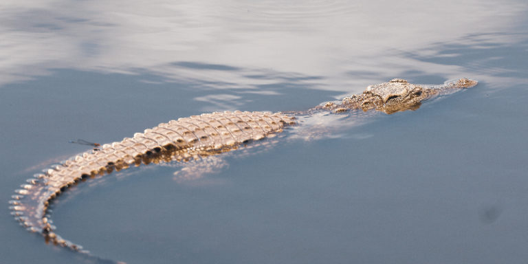 On Carl Hiaasen, Florida Childhoods, and Catching Alligators