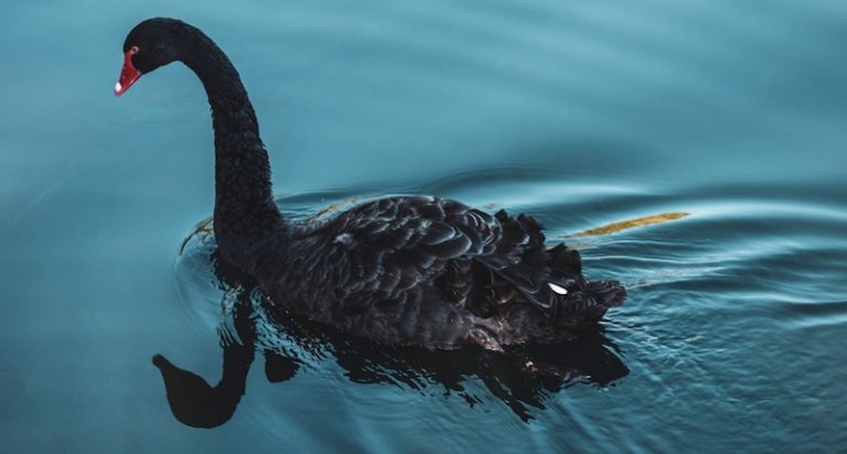 Andrew McMillan, "swan" feature image