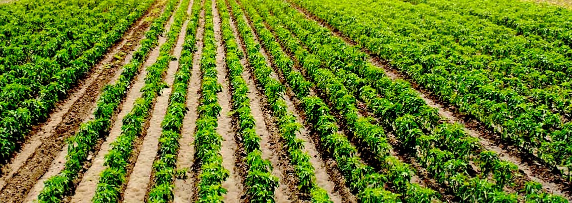 Mark Bittman: We Need an Agroecological Revolution - Vimarsana News