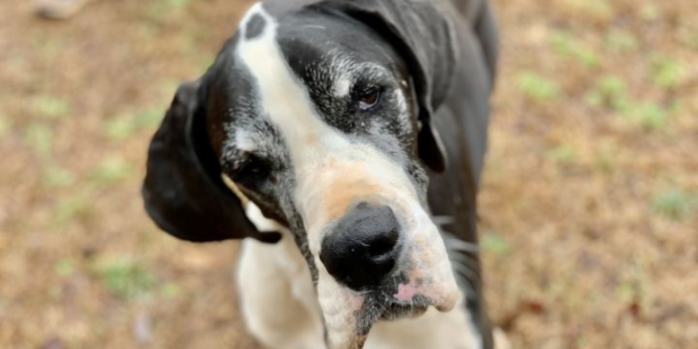 great dane