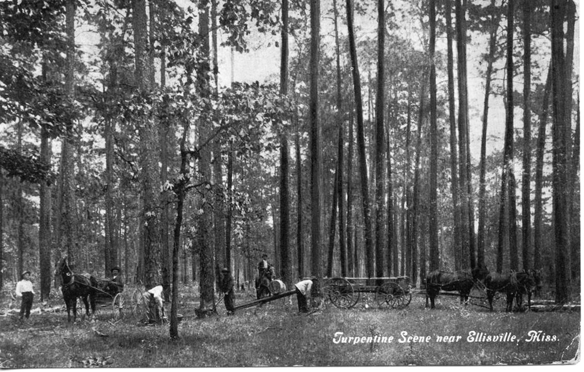 piney woods