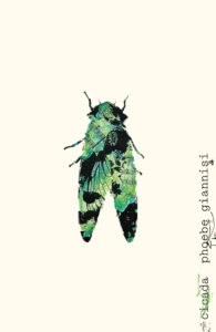 cicada