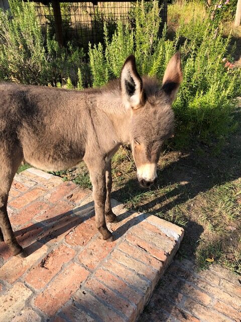 donkey