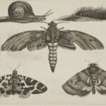 insects