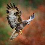 hawk animal memoirs