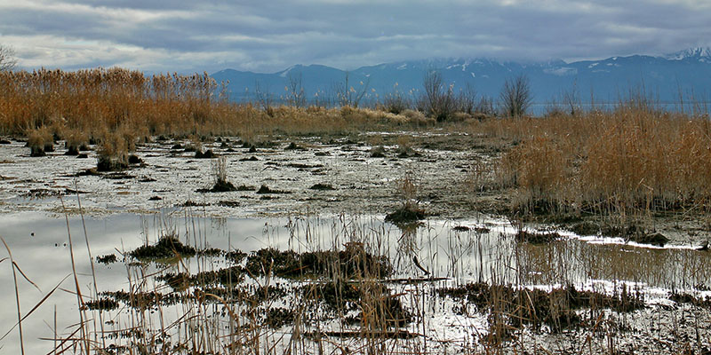 landscape-tree-water-nature-forest-marsh-995582-pxhere.com-1.jpg