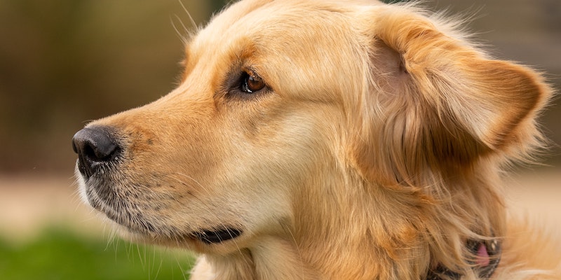 Why Do So Many Novels Feature Golden Retrievers Crimereads